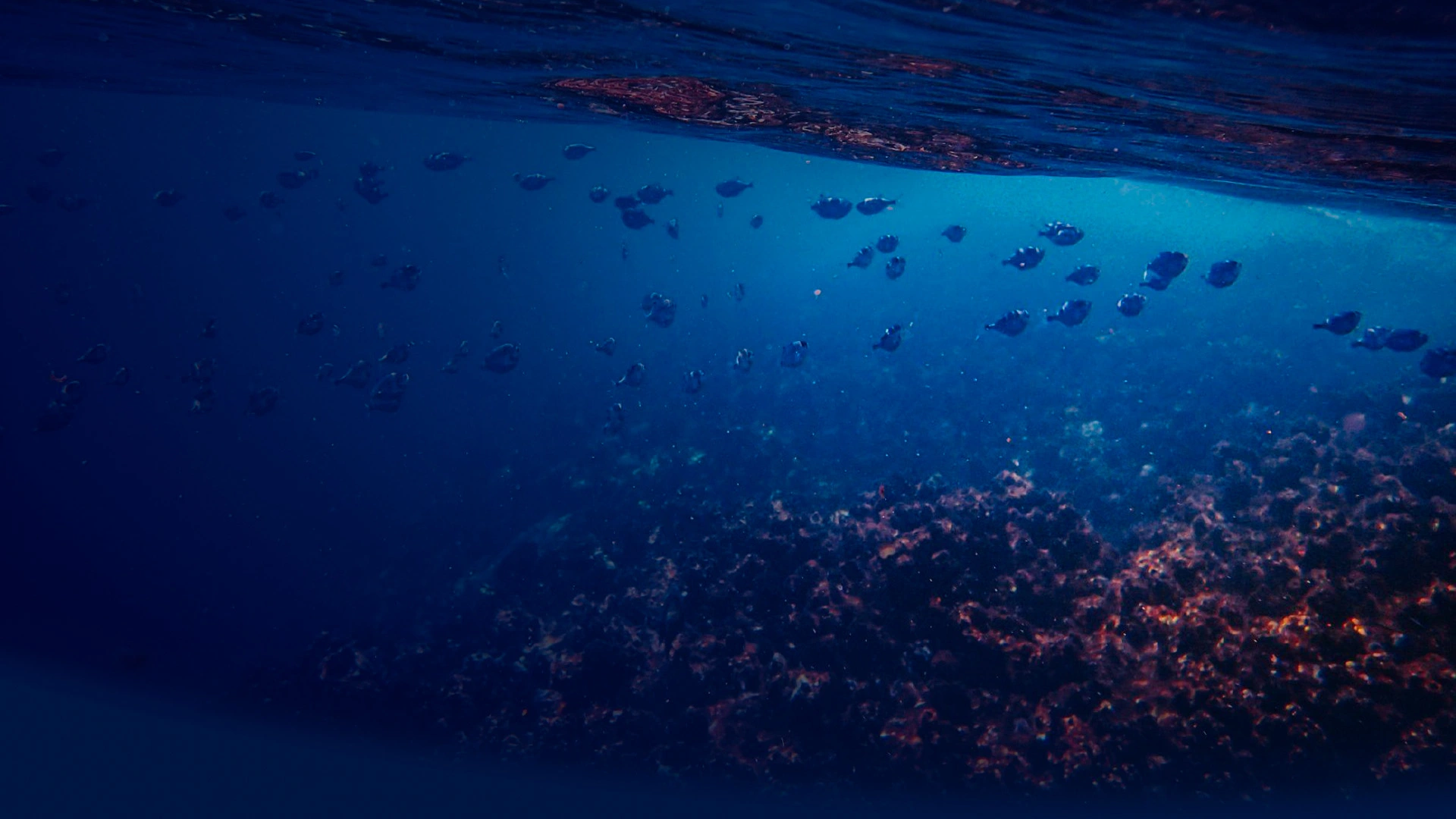 The Importance of Protecting Marine Biodiversity in Port Operations